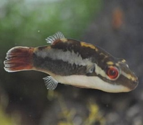 Carrinotetraodon irrubesco SM